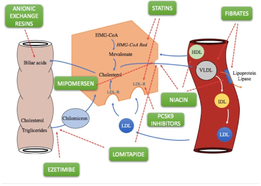 Cơ chế tác dụng thuốc Ezetimibe