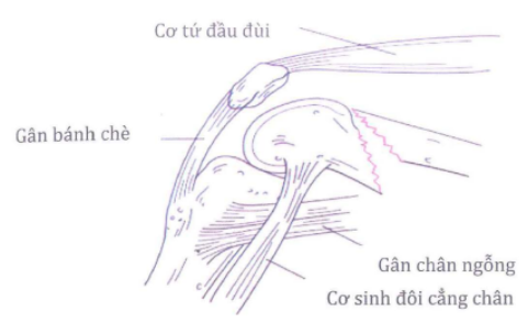 Cơ sinh đôi cẳng chân: