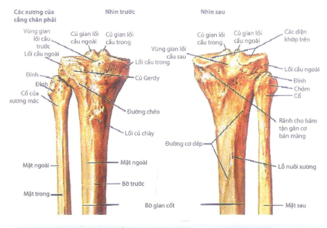 Đầu trên xương chày phải nhìn trước và sau