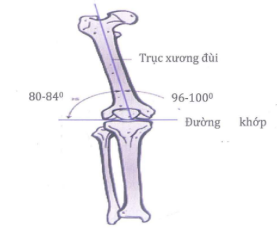 Góc sinh lý của xương đùi với xương chày
