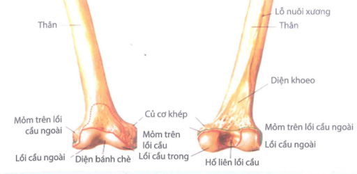 Hình ảnh đầu dưới xương đùi