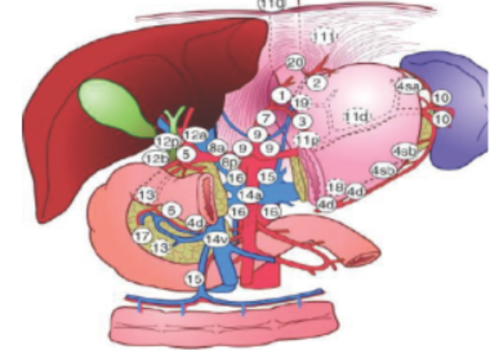 Vị trí các nhóm hạch