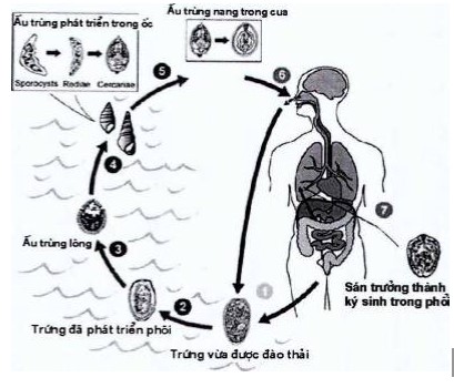 Chu kỳ phát triển của sán lá phổi (Nguồn CDC, 2013)