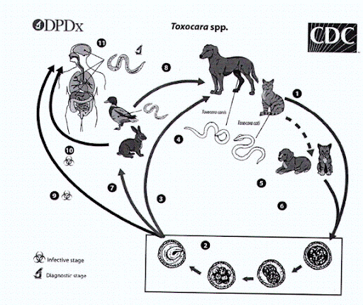 Chu kỳ phát triển của ấu trùng giun đũa chó/mèo (Nguồn US-CDC, 2019)