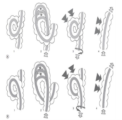 Các kiểu cuộn alpha
