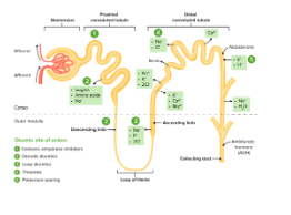 Cơ chế tác dụng của manitol