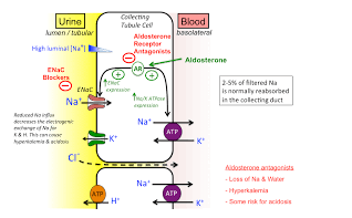 Thuốc lợi tiểu quai và cơ chế tác dụng