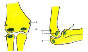 Các điểm cốt hoá xương vùng khuỷu