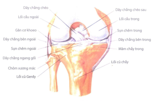 Dây chằng giữ khớp gối