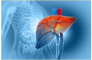 Virus viêm gan virus E có thể gây ra tổn thương gan