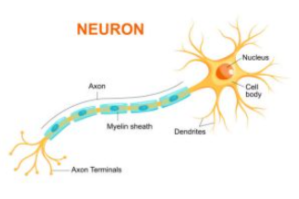 Đánh giá chức năng dây thần kinh X như thế nào?