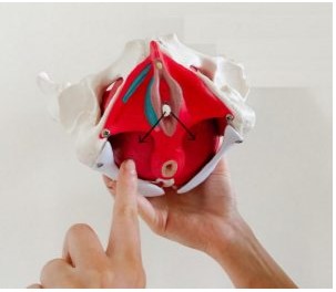 mô hình tầng sinh môn