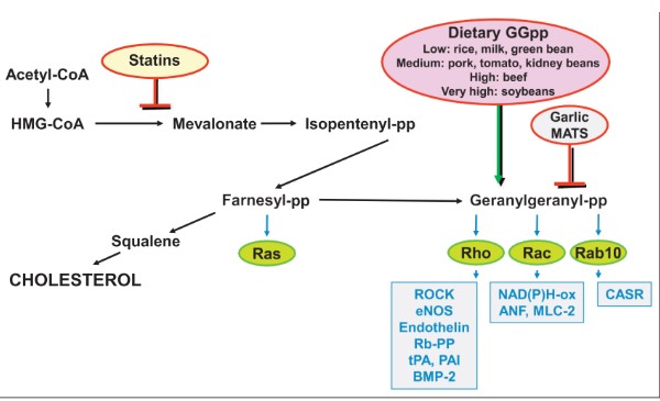 Minh họa con đường tổng hợp Cholesterol và các Isoprenoids khác