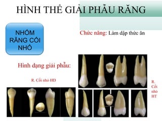 Hình ảnh minh họa