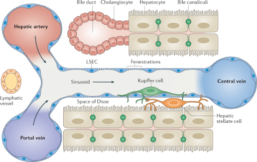 Ảnh: Cơ chế sinh bệnh học của nhiễm virus viêm gan B. Nguồn: Nature.
